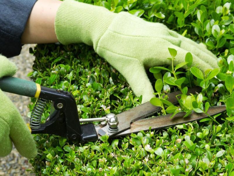 Dịch vụ chăm sóc cây cảnh tại nhà Bworkee bao gồm những gì