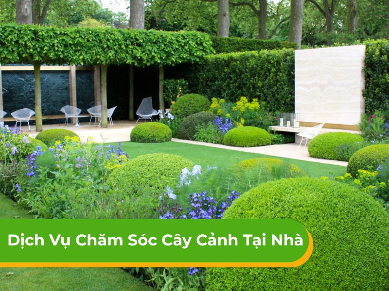 Dịch vụ chăm sóc cây cảnh tại nhà trọn gói chuyên nghiệp HCM
