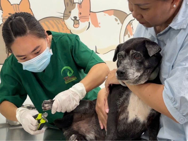 Dịch vụ chăm sóc thú cưng tại nhà gồm những gì