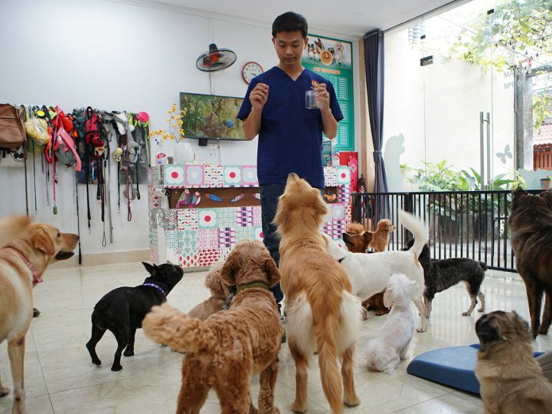 Dịch vụ chăm sóc thú cưng tại nhà phù hợp với ai