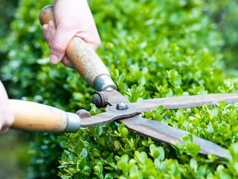 Lợi ích khi sử dụng dịch vụ chăm sóc cây cảnh tại nhà TPHCM