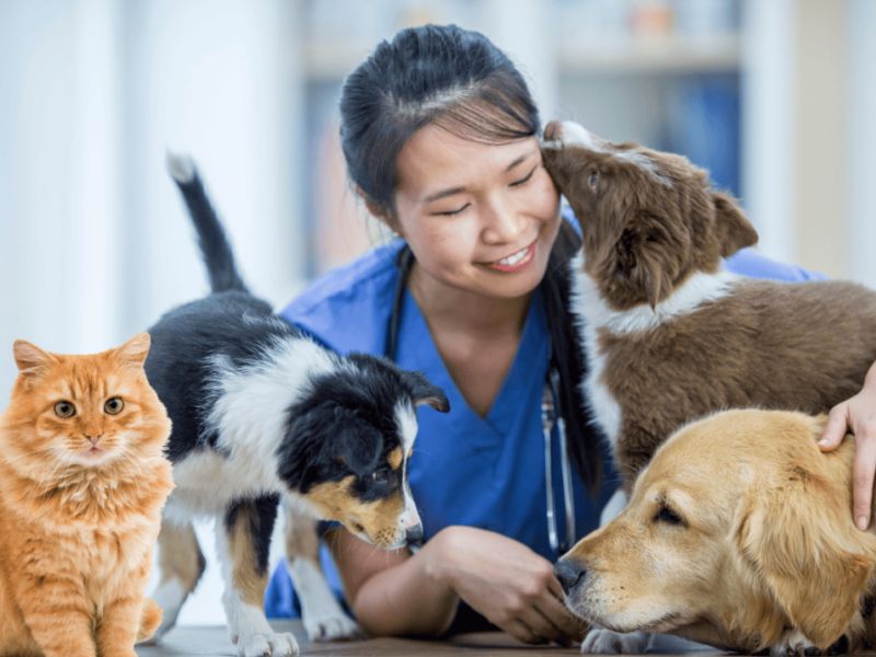 Những lưu ý trước khi đặt dịch vụ chăm sóc thú cưng tại nhà