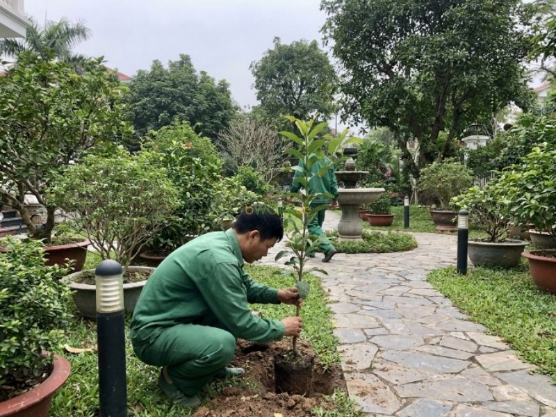Dịch vụ chăm s&oacute;c s&acirc;n vườn biệt thự, nh&agrave; phố bao gồm