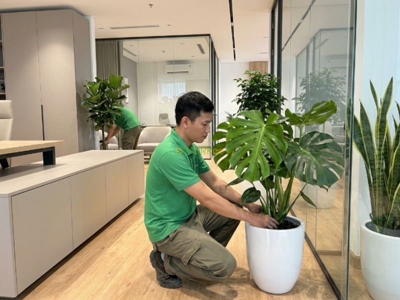 Quy tr&igrave;nh chăm s&oacute;c c&acirc;y cảnh tận nơi cho văn ph&ograve;ng, showroom
