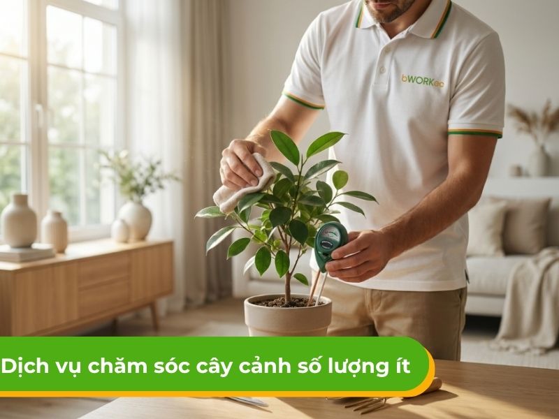 Dịch vụ chăm sóc cây cảnh số lượng ít tận nơi uy tín