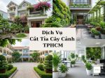 Dịch vụ cắt tỉa cây cảnh TPHCM chuyên nghiệp, giá tốt